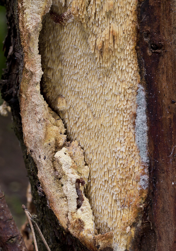 Sarcodontia crocea